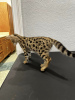 Photo №2 to announcement № 96982 for the sale of savannah cat - buy in France breeder