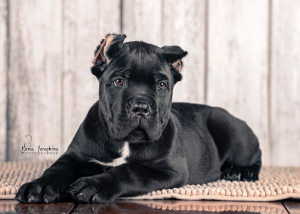 Photo №4. I will sell cane corso in the city of Moscow. from nursery - price - 783$