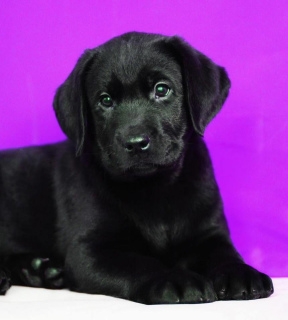 Photo №2 to announcement № 5123 for the sale of labrador retriever - buy in Belarus from nursery