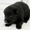 Photo №4. I will sell german shepherd in the city of Brasília. private announcement - price - 220$