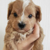 Photo №2 to announcement № 9511 for the sale of maltese dog, maltipu - buy in Belarus breeder