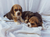 Photo №4. I will sell beagle in the city of Koceljeva.  - price - negotiated