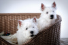 Photo №2 to announcement № 41876 for the sale of west highland white terrier - buy in Russian Federation breeder