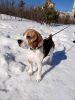 Photo №1. Mating service - breed: beagle. Price - negotiated