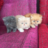 Photo №1. persian cat - for sale in the city of Helsinki | Is free | Announcement № 107560