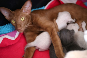 Photo №1. oriental shorthair - for sale in the city of Lviv | 200$ | Announcement № 278