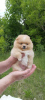 Photo №2 to announcement № 20359 for the sale of pomeranian - buy in Belarus breeder