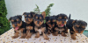 Photo №3. Yorkie terrier puppies. Serbia