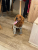 Photo №1. english cocker spaniel - for sale in the city of Tbilisi | negotiated | Announcement № 91382