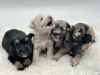 Photo №1. schnauzer - for sale in the city of Warsaw | negotiated | Announcement № 121844