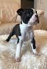 Photo №4. I will sell boston terrier in the city of St. Petersburg.  - price - 317$