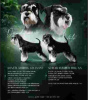 Photo №1. schnauzer - for sale in the city of Belgrade | negotiated | Announcement № 117003