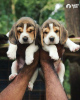 Photo №1. beagle - for sale in the city of Geneva | 687$ | Announcement № 50286