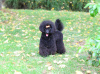 Photo №4. I will sell poodle (toy) in the city of Belgrade. breeder - price - 423$