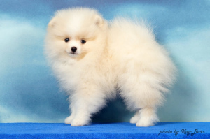 Photo №2 to announcement № 3463 for the sale of pomeranian - buy in Russian Federation breeder