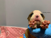 Additional photos: American Bully XL/standard/classic puppies