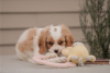 Photo №3. Cavalier King Charles Spaniel puppies are set for new homes now. United States