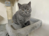 Photo №3. British Shorthair Kittens. United Kingdom