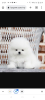 Photo №1. pomeranian - for sale in the city of Бржецлав | negotiated | Announcement № 40037