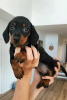 Photo №1. dachshund - for sale in the city of Ohio City | 400$ | Announcement № 121225