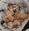 Additional photos: 2 long coat purebred, Chihuahuas