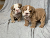 Photo №2 to announcement № 117940 for the sale of english bulldog - buy in Germany 