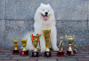 Photo №1. Mating service - breed: samoyed dog. Price - negotiated