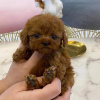 Photo №3. Toy Poodle Puppies For Sale. Germany