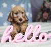 Additional photos: Wirehaired dachshund rabbit puppies, boys, 3 months