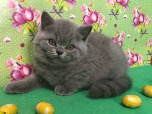 Photo №2 to announcement № 6329 for the sale of british shorthair - buy in Russian Federation private announcement, from nursery, breeder