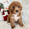 Photo №3. Toy Poodle Puppies. Germany