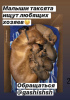 Additional photos: Dachshund puppies