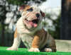 Photo №2 to announcement № 10890 for the sale of english bulldog - buy in Belarus breeder