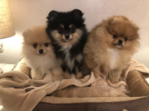 Photo №2 to announcement № 849 for the sale of pomeranian - buy in Germany 