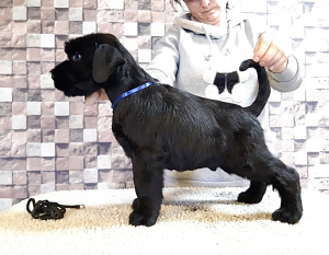 Photo №2 to announcement № 5399 for the sale of giant schnauzer - buy in Ukraine from nursery