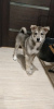 Photo №3. West Siberian Laika puppies. Russian Federation