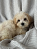 Photo №3. MALTIPOO TEACUP PUPPY. United States