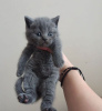 Photo №1. british shorthair - for sale in the city of Munich | 370$ | Announcement № 56614