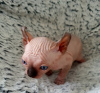 Photo №4. I will sell sphynx-katze in the city of Яроцин. breeder - price - 631$