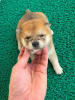 Photo №2 to announcement № 122564 for the sale of shiba inu - buy in Serbia 