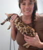 Photo №2 to announcement № 64647 for the sale of bengal cat - buy in Germany private announcement, from nursery, from the shelter