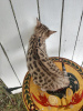 Photo №1. savannah cat - for sale in the city of Berlin | 2113$ | Announcement № 99556