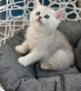 Photo №1. british shorthair - for sale in the city of Бертранж | 317$ | Announcement № 45561