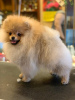 Photo №4. I will sell pomeranian in the city of Москва. private announcement - price - negotiated