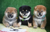 Photo №1. shiba inu - for sale in the city of Berlin | negotiated | Announcement № 118837