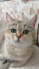 Photo №2 to announcement № 68629 for the sale of british shorthair - buy in Ukraine private announcement