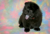 Photo №4. I will sell chow chow in the city of Москва. breeder - price - 507$
