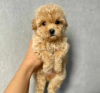 Photo №3. Maltipoo puppies. Greece