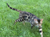 Photo №2 to announcement № 112029 for the sale of bengal cat - buy in United Kingdom private announcement, from nursery, breeder