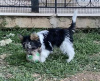 Photo №4. I will sell yorkshire terrier in the city of Ioannina. breeder - price - 2008$